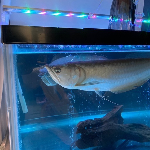 活魚?アロワナ2匹…とても綺麗?