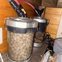 活魚🐠アロワナ2匹…とても綺麗🤩の画像