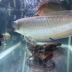 活魚🐠アロワナ2匹…とても綺麗🤩の画像