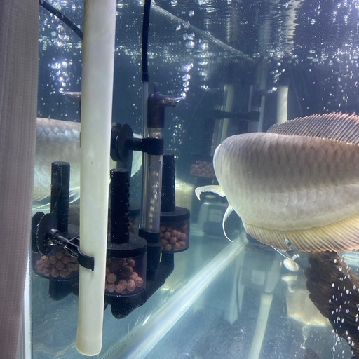 活魚?アロワナ2匹…とても綺麗?