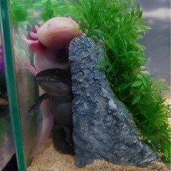 ベビーウーパールーパー♡の画像