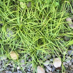 ①7種類の花苗ですの画像