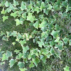 ①7種類の花苗ですの画像