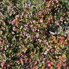 ①7種類の花苗ですの画像