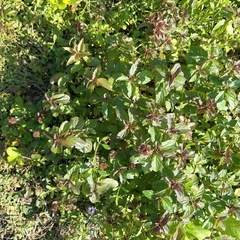 ①7種類の花苗ですの画像