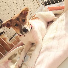 困った顔が可愛いコマちゃん4ヶ月の女の子