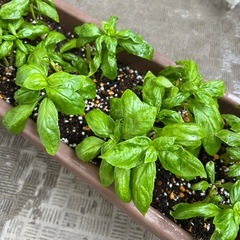 鉢ごと・バジル・ハーブの画像