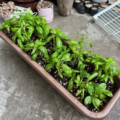 鉢ごと・バジル・ハーブの画像