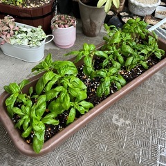 鉢ごと・バジル・ハーブの画像