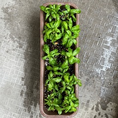 鉢ごと・バジル・ハーブの画像