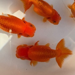 らんちゅう 金魚 7～10cmの画像