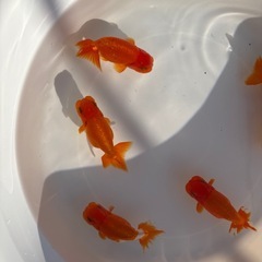 らんちゅう 金魚 7～10cmの画像
