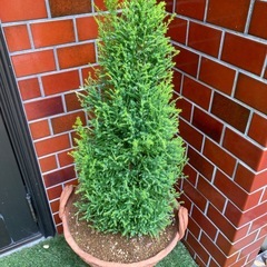 植物🌲は屋内でも屋外でもとても美しいです。の画像