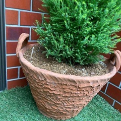 植物🌲は屋内でも屋外でもとても美しいです。の画像