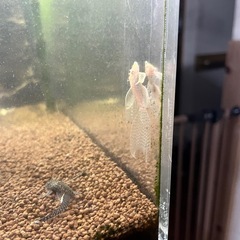 ロングフィンブッシープレコの画像