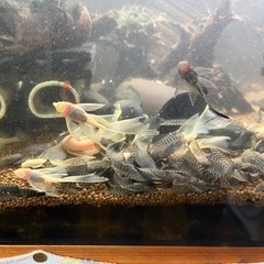 ロングフィンブッシープレコの画像