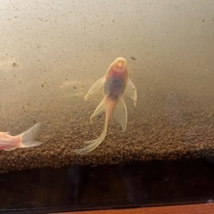 ロングフィンブッシープレコの画像