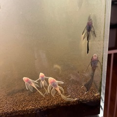 ロングフィンブッシープレコの画像