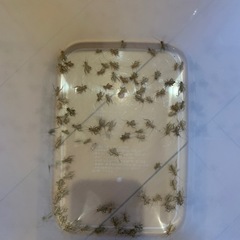 イエコ約100匹の画像