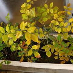 ミニバラアソートの画像