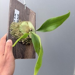 ビカクシダ　SSフーン(子株)の画像