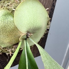 ビカクシダ　SSフーン(子株)の画像