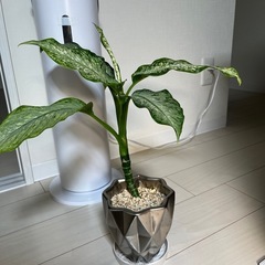 ディフェンバキアティキ　観葉植物の画像