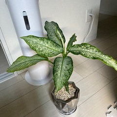 ディフェンバキアティキ　観葉植物の画像