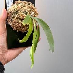 　ビカクシダ P.Willinckii Java Wildの画像