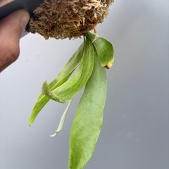 　ビカクシダ P.Willinckii Java Wildの画像