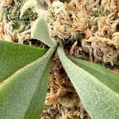 　ビカクシダ P.Willinckii Java Wildの画像