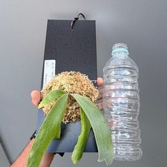 　ビカクシダ P.Willinckii Java Wildの画像