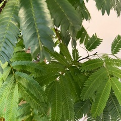 エバーフレッシュ　の画像