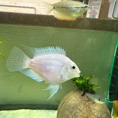 (取引済み)【熱帯魚】プラチナパロットフィッシュ(4匹)の画像