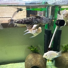 (取引済み)【熱帯魚】プラチナパロットフィッシュ(4匹)の画像