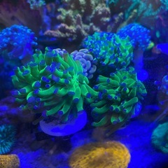 ゆらゆら系サンゴ
フラグの画像