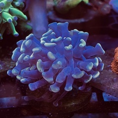 ゆらゆら系サンゴ
フラグの画像