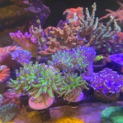 ゆらゆら系サンゴ
フラグの画像