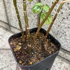 ピレア・カディエレイ　繊細な銀模様が美しい観葉植物の画像