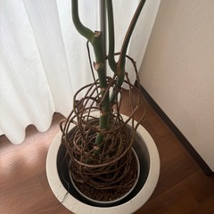観葉植物　
モンステラ　の画像