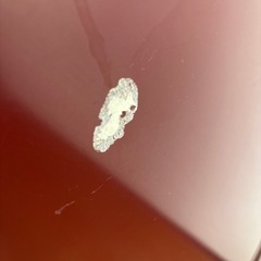 SHARP冷蔵庫の画像