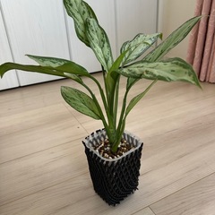 アグラオネマ　シルバークイーンの画像