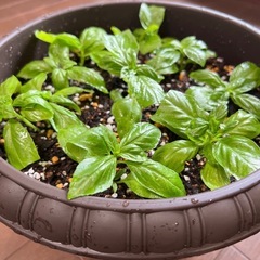 鉢ごと・バジル・ハーブの画像