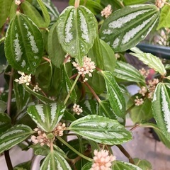 ピレア・カディエレイ　繊細な銀模様が美しい観葉植物の画像