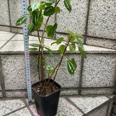 ピレア・カディエレイ　繊細な銀模様が美しい観葉植物の画像