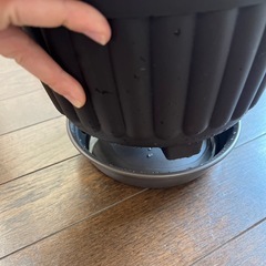 鉢ごと・バジル・ハーブの画像