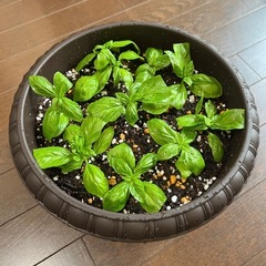鉢ごと・バジル・ハーブの画像