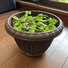 鉢ごと・バジル・ハーブの画像