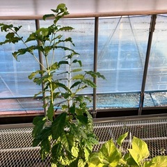 観葉植物5鉢セット　モンステラ、コーヒーの木、ウンベラータ、アルテシマ、ポトスの画像