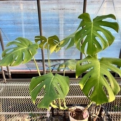 観葉植物5鉢セット　モンステラ、コーヒーの木、ウンベラータ、アルテシマ、ポトスの画像